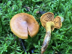 Cortinarius malicorius