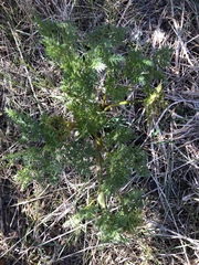 Lomatium dissectum