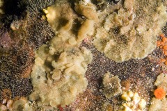 Dendrobeania lichenoides