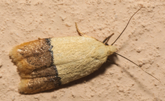 Odites natalensis
