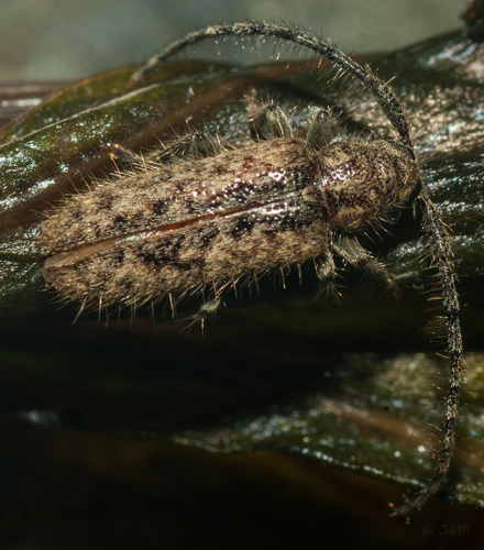 Sophronica improba