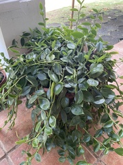 Peperomia scandens