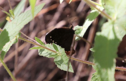 Red-bordered Satyr photo 4