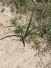 Toxicoscordion paniculatum