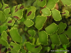 Adiantum amplum
