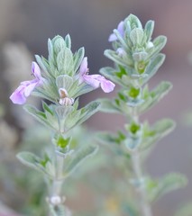 Stachys cuneata