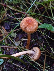 Lacrymaria pyrotricha