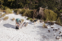 Anthochortus crinalis