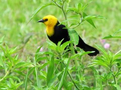 Chrysomus icterocephalus bogotensis
