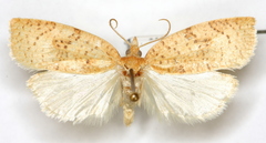 Amorbia knudsoni