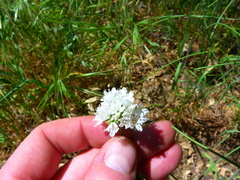 Gilia capitata abrotanifolia