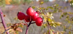 Rosa glauca