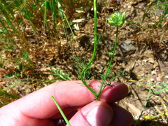 Gilia capitata abrotanifolia