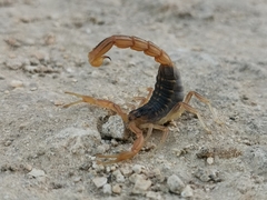 Buthus ibericus