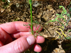Gilia capitata abrotanifolia