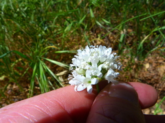 Gilia capitata abrotanifolia