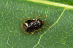 Monalocoris filicis