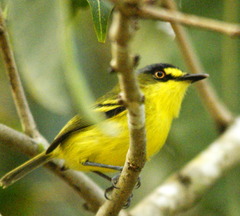 Todirostrum poliocephalum