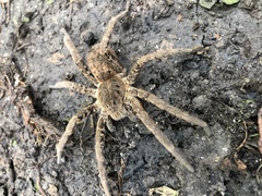 Ancylometes concolor