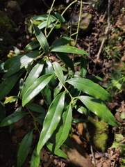 Sarcococca longipetiolata