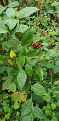 Common Cotoneaster (Cotoneaster cotoneaster)