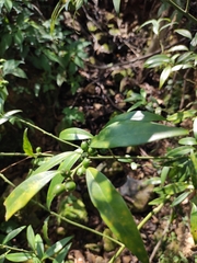 Sarcococca longipetiolata