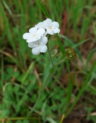 Plagiobothrys nothofulvus