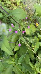 Emilia sonchifolia image
