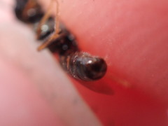 Lasioglossum zephyrus