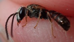 Lasioglossum zephyrus