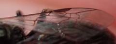 Lasioglossum zephyrus