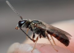 Lasioglossum zephyrus