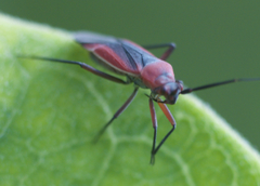 Lopidea instabilis