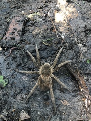 Ancylometes concolor