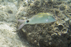 Parupeneus indicus