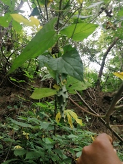 Dictyanthus hamatus