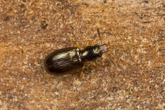 Salpingus planirostris