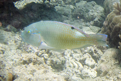 Choerodon schoenleinii