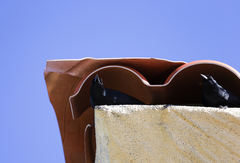 Ptiloxena atroviolacea