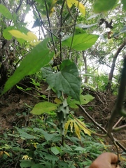 Dictyanthus hamatus