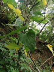 Dictyanthus hamatus
