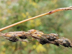 Epicoccum andropogonis