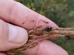 Epicoccum andropogonis