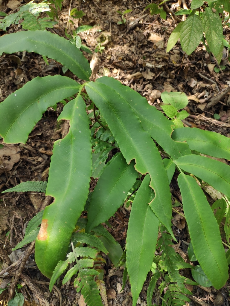 Dryopteris sieboldii (Dryopteris sieboldii)