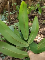 Dryopteris sieboldii