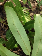 Dryopteris sieboldii