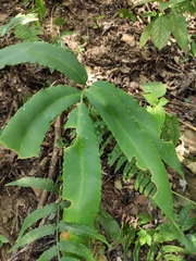 Dryopteris sieboldii