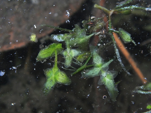 Lemna trisulca iNat (1)