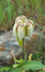 Fritillaria liliacea