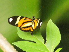 Heliconius ethilla